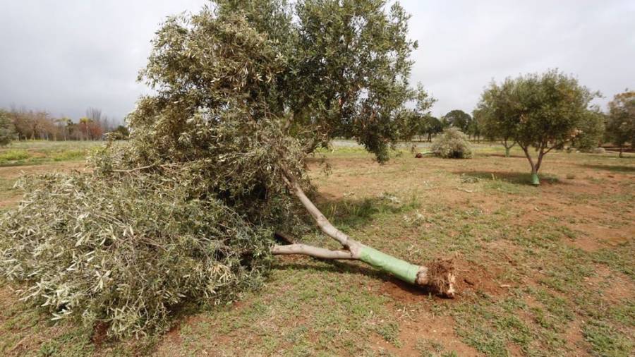 Uno de los olivos arrancados en el Parc de la Torre d'en Dol&ccedil;a. FOTO: Pere Ferr&eacute;