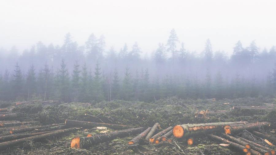 La deforestación es uno de los grandes problemas ambientales. FOTO: Pixabay