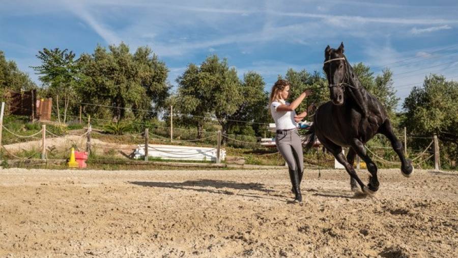 Los caballos Lester y Bambino han hecho unos grandes progresos desde su llegada a PikDame. FOTO: PikDame/ Ferran Estivill