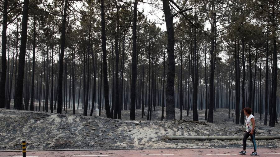 Vista de los da&ntilde;os en el paisaje tras un incendio forestal en un camping en Marinha Grande, en el centro de Portugal. FOTO: EFE
