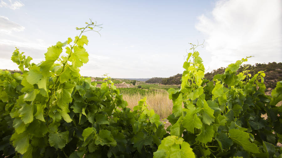 Imatge de les vinyes de Cellers Tarron&eacute;. FOTO: CEDIDA