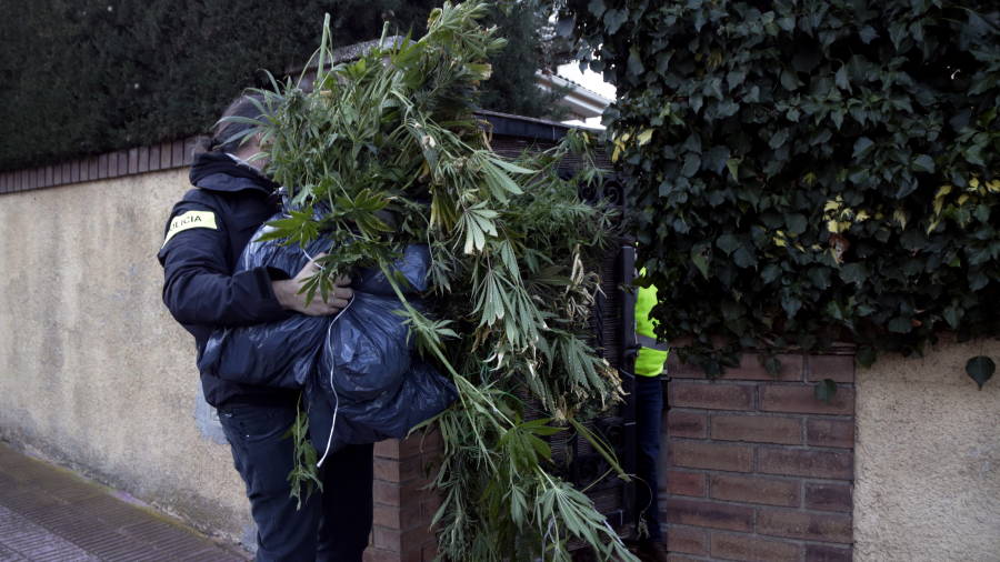 Un agente de los Mossos cargando plantas de marihuana intervenidas en un chalet de la urbanizaci&oacute;n Monnars de Tarragona. FOTO: ACN