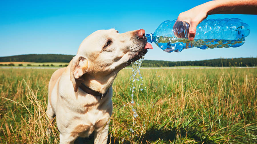Durante el verano, es recomendable llevar agua cuando se sale a pasear con el perro. FOTO: GETTY IMAGES