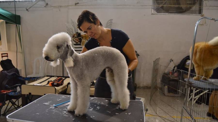 Una de les participants preparant el seu gos abans d´iniciar les proves. Foto: Montse Plana
