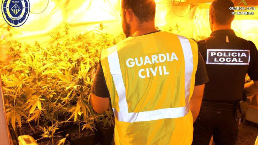 Pla mig de dos agents de la Guàrdia Civil i de la Policia Local de Calafell, d'esquenes, revisant el cultiu de marihuana localitzat a Calafell. ACN
