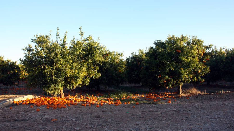 Mandarines al terra en un camp d'Alcanar. Foto: ACN