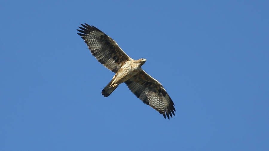 Una de las águilas asentadas en La Bisbal. FOTO: INSTITUT PER A LA CONSERVACIÓ DE LES RAPINYAIRES (ICRA)