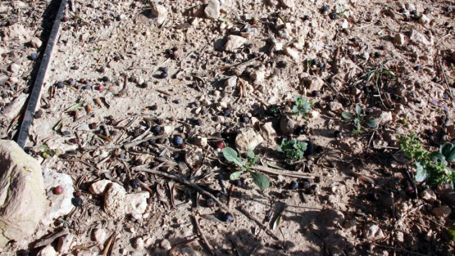 Algunes olives al terra pels efectes de la mosca de l'oliva. Foto: ACN