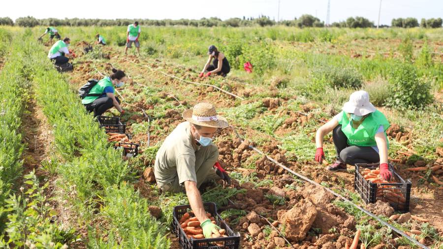 Persones voluntàries espigolant pastanagues en uns terrenys del Baix Camp. FOTO: ALBA MARINÉ.