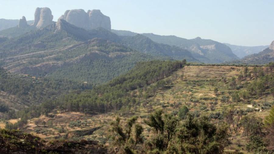 Imatge de la zona boscosa d'Horta de Sant Joan afectada per l'incendi de l'estiu del 2009. Foto: ACN