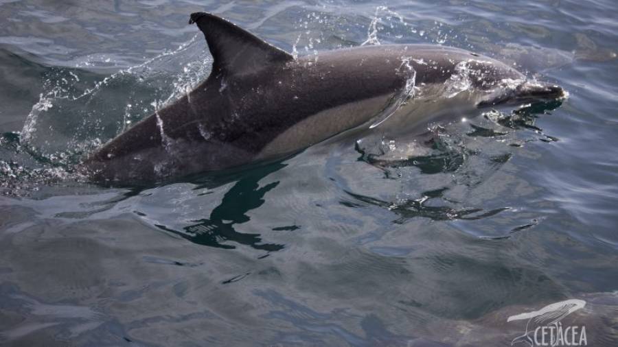 Un dels dofins albirats al Garraf