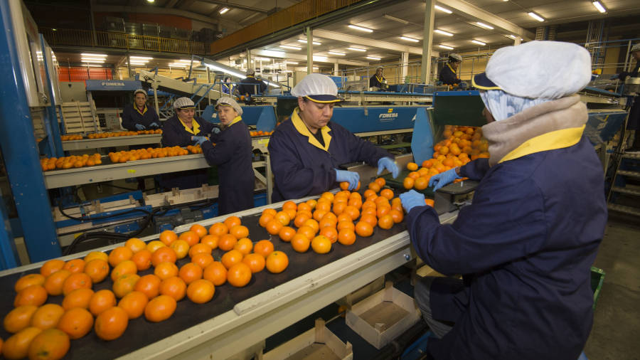 Mujeres trabajando en una industria de fruta de las Terres de l’Ebre. La brecha salarial entre hombres y mujeres en 2018 fue del 20,9%. FOTO: JOAN REVILLAS/DT