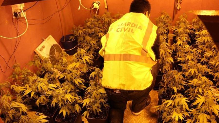Agentes de la Benemérita realizando el recuento de plantas de marihuana. Había 73 en total. Foto: guàrdia civil