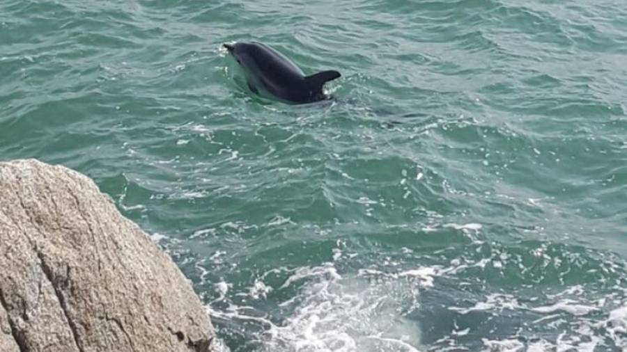 Imatge del dofí avistat al Maresme. Foto: @FaunaMarinaCat