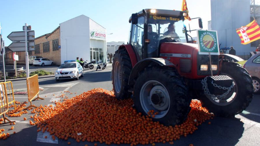 Un tractor passant per sobre de les mandarines que han abocat a la C-12, al seu pas per Tortosa. Foto: ACN