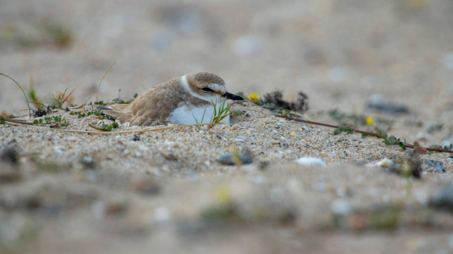 Un chorlitejo en uno de los nidos localizados hace unos días en la playa de Calafell. foto: DT