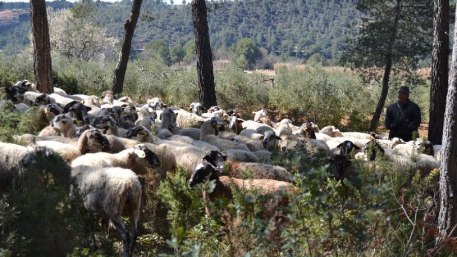 Les 400 ovelles pasturant pels boscos de Sant Sebastià, prop de Santes Creus, al terme municipal d'Aiguamúrcia. Foto: M.Plana