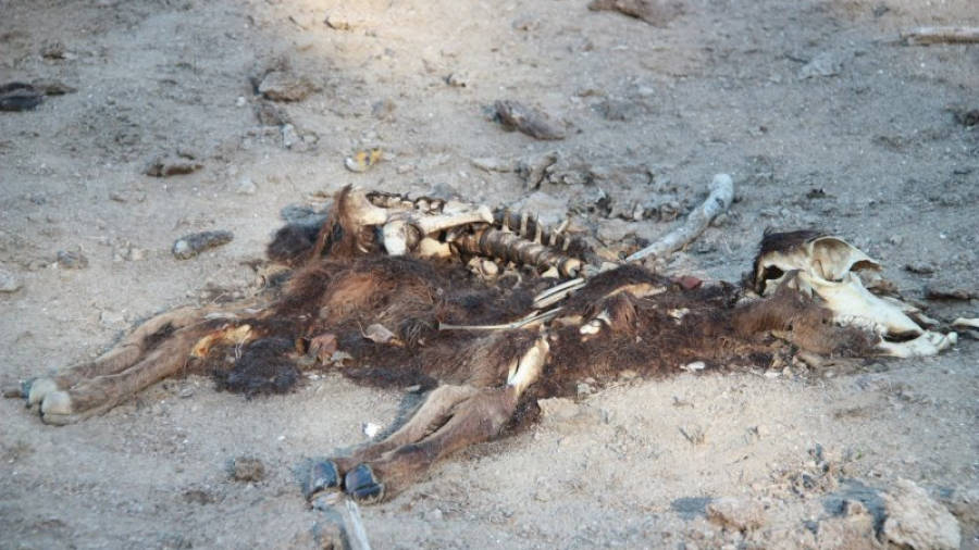 Primer pla de les restes d'un vedell mort a l'illa dels bous, aquest 27 de setembre de 2016.