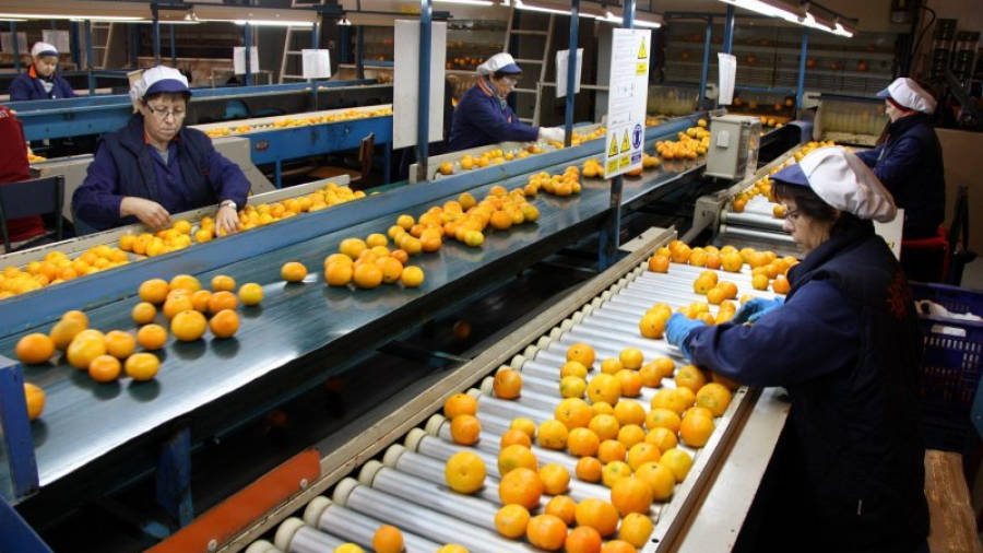 Línies de triatge de mandarines a Agrofruit. Foto: ACN