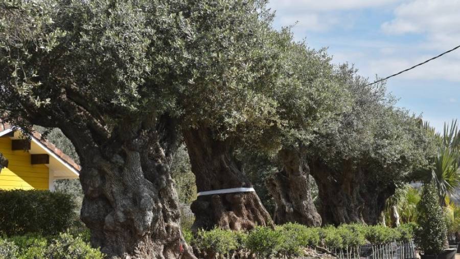 Tropipalms, en Mont-roig del Camp, cuenta con un amplio catálogo de olivos. Foto: Alfredo González
