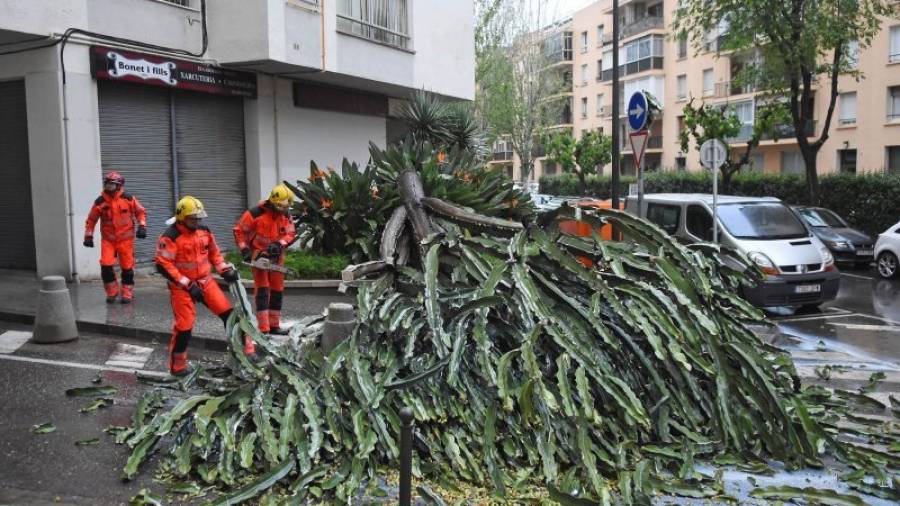 Els bombers durant les feines de retirada del cactus caigut ahir al carrer Robert d´Aguiló. Foto: alfredo gonzález