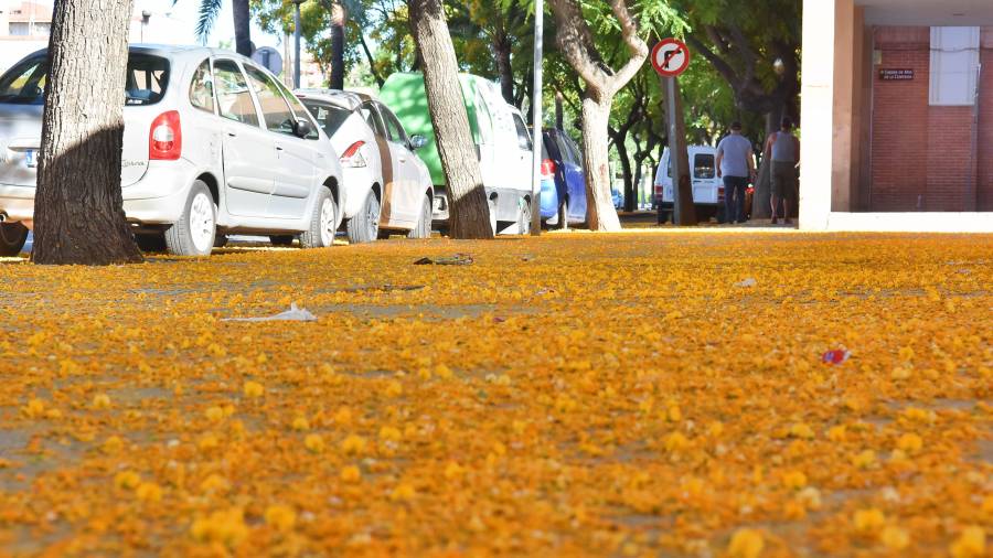 Las florecillas amarillas dejan el suelo impregnado de una resina que se pega en los zapatos de los peatones. Foto: A.G.