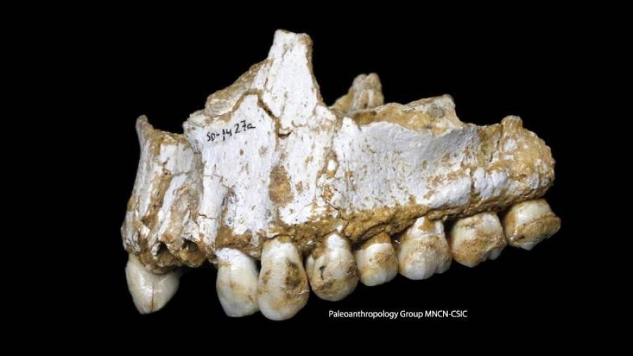 mandíbula superior con un depósito de cálculo dental visible en la muela trasera de la derecha. Los neandertales, una especie humana extinguida hace 40.000 años. FOTO: Paleoanthropology Group MNCN-CSIC