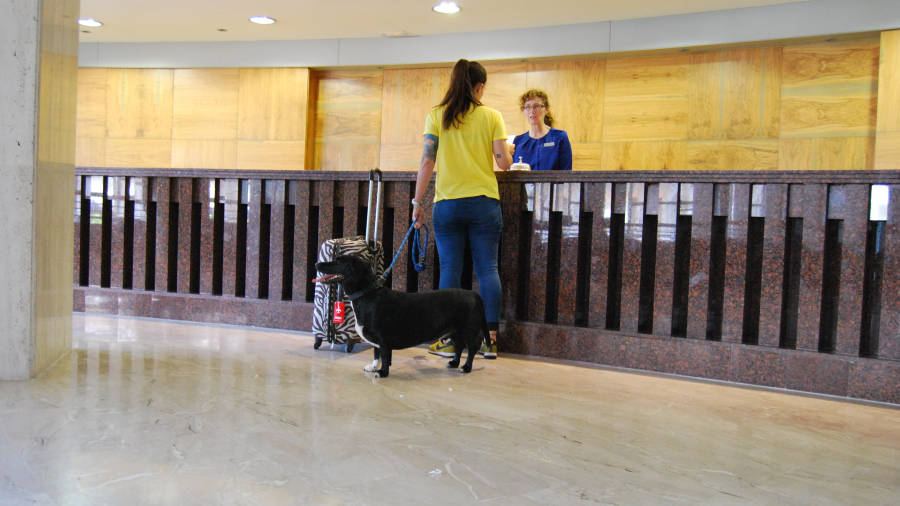 Una cliente llega a la recepci&oacute;n del hotel Cala Font junto a su mascota, que va a pasar las vacaciones junto a su due&ntilde;a. Foto: CEDIDA
