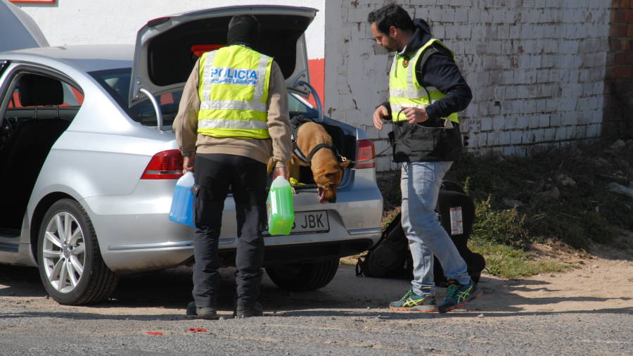 Un perro de la unidad canna inspeccionando el coche de uno de los sospechosos. Foto: &Agrave;ngel Juanpere