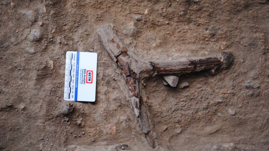 Un fragment de banya de c&eacute;rvol trobat al jaciment.