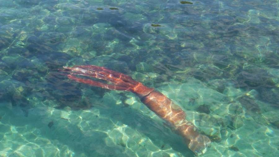 El calamar gigante, en la playa de Bares, en A Coruña. EFE