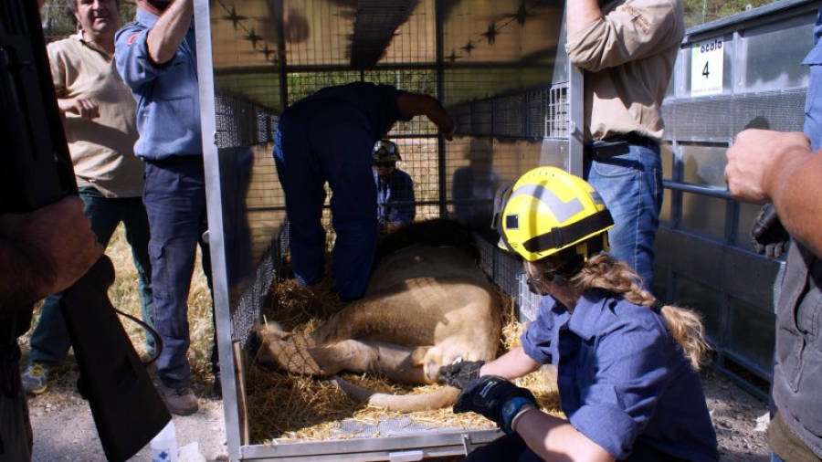 Un dels lleons d'Aqualeon dins d'una caixa abans de ser traslladat a l'Aeroport. Foto: DAAM