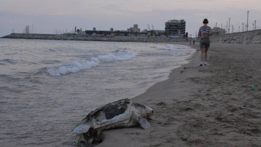 El reptil muerto fue hallado en la orilla de la playa. Foto: Àngel Juanpere