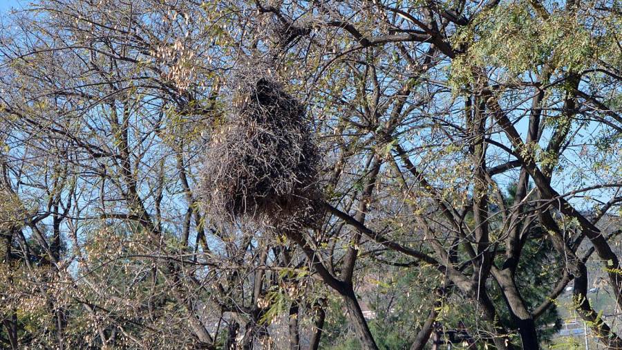 Un nido de cotorra argentina.