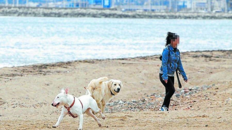 La presencia de perros en la playa genera debate entre defensores y detractores. Foto: Pere Ferré/DT