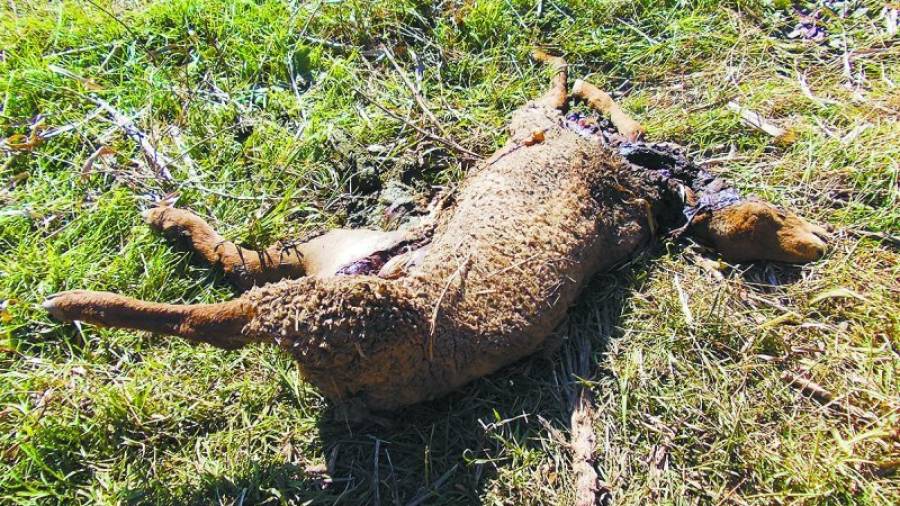 Una de les ovelles trobada morta al camí del riu Francolí. Foto: Vigilància Mediambiental l\'Escurçó SLU