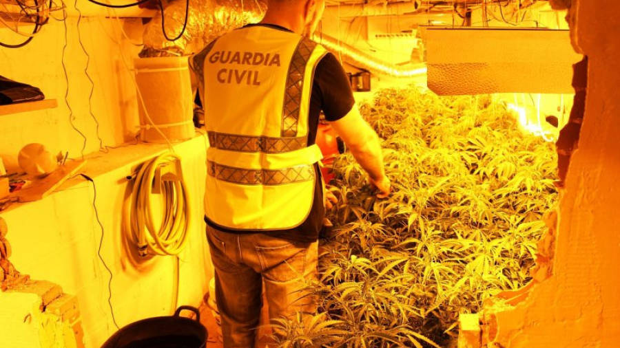 Pla general de la marihuana amagada en un soterrani de Cunit, amb un agent de la Guàrdia Civil d'esquenes, durant l'operatiu del 22 de setembre del 2015.