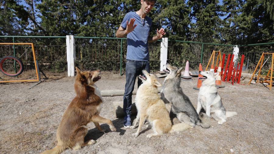 El educador canino Marcos J. Ibáñez en una sesión con varios perros en la escuela Takoda de Valls.