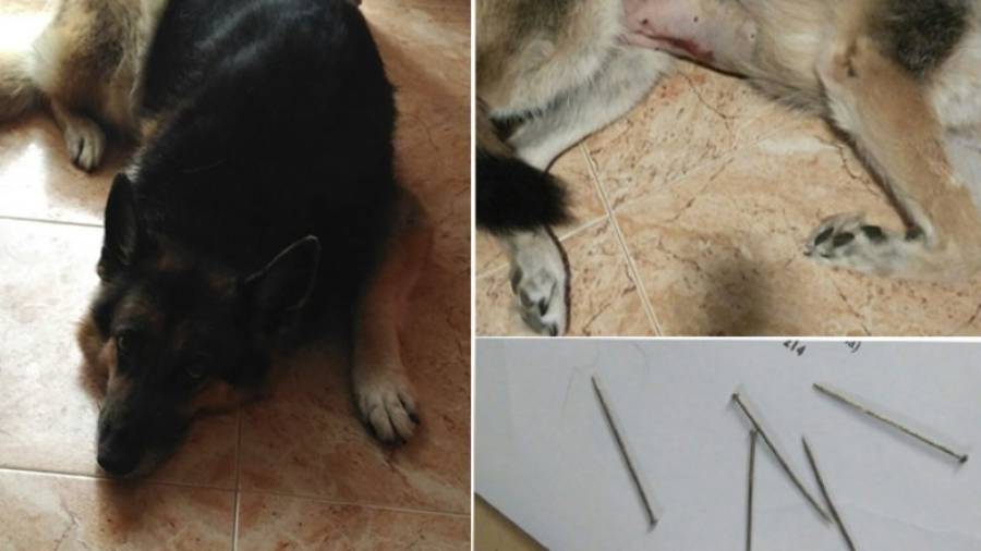 La perra Leiva se recupera de la operación para sacarle las agujas del estómago. Foto: CEDIDA