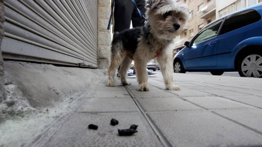 El Ayuntamiento de Reus considera que los dueños de los perros han bajado la guardia a la hora de recoger los excrementos de la calle. Foto: P.F