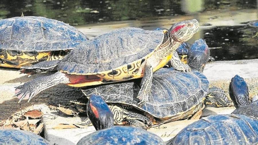 Ejemplares de tortuga de Florida. FOTO: CRARC