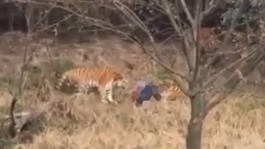 Captura de pantalla del vídeo en el que se puede ver la terrible agresión del tigre al turista