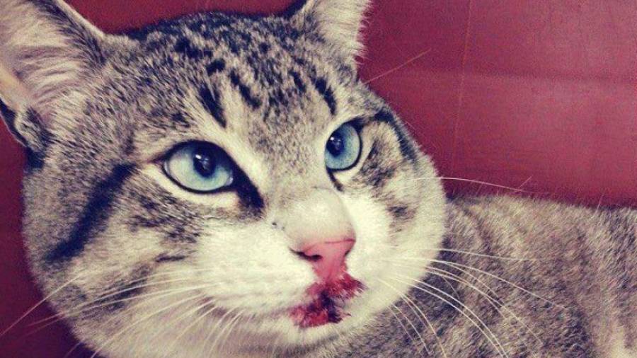 Messi, el gato que fue rescatado por una vecina de Falset