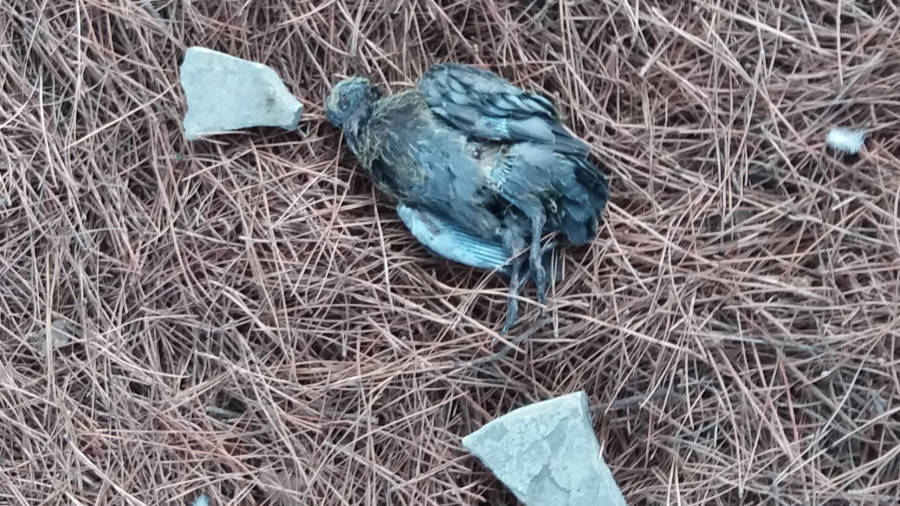 Una paloma muerta en las inmediaciones de Vilafortuny. Los vecinos piden que en estos casos se act&uacute;e con diligencia por la insalubridad. Foto: dt