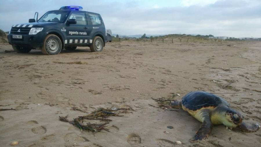 La tortuga hacía poco tiempo que había muerto. Foto: Cos d´Agents Rurals