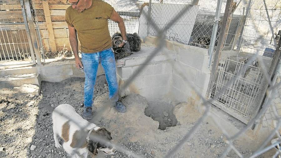 Els gossos de Francisco i Elodia van sobreviure miraculosament fent un forat a terra. FOTO: Joan Revillas
