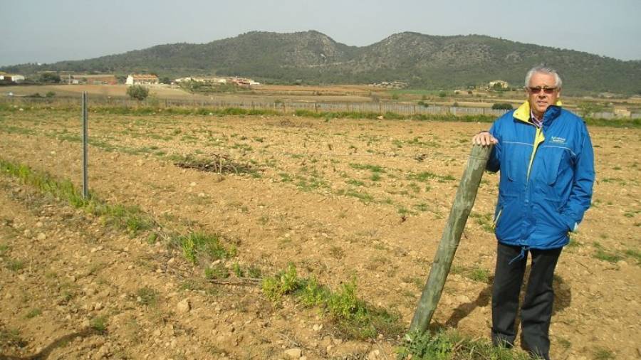 Magí Pallarès en el campo que eran viñas y plantará azafrán. Foto: JMB
