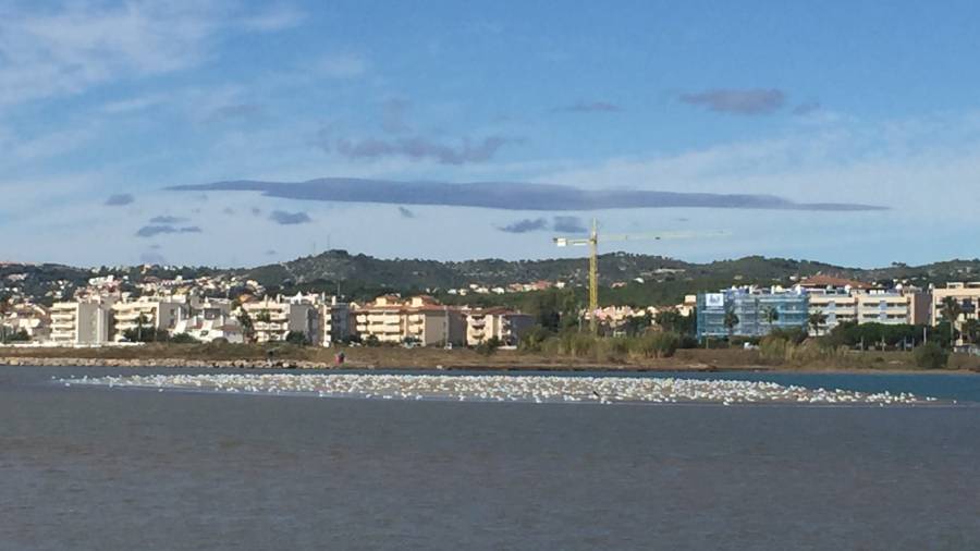 La isla central se llena de aves marinas.