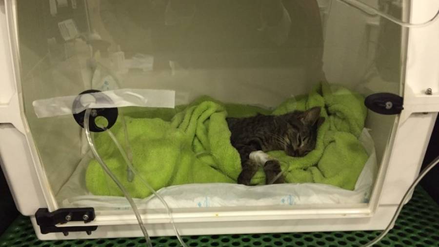 Uno de los gatos presuntamente envenenados, que fue trasladado auna clínica veterinaria. Foto: Cedida