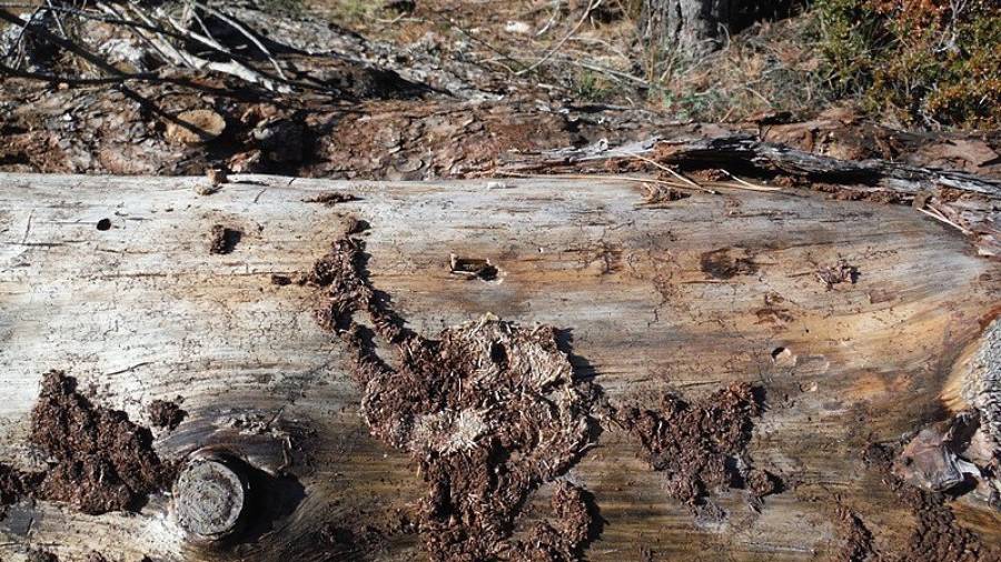 Primer pla de la fusta i detalls dels forats causats per l'escarabat del gènere 'Tomicus' als Ports, segons Gepec. Foto: ACN